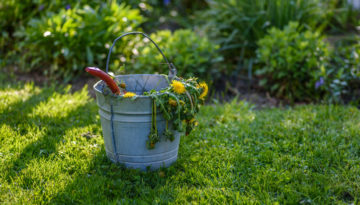 Bucket of weeds next to spring garden