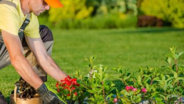 Caucasian Gardener Planting New Flowers in the Backyard Garden (R) (S)