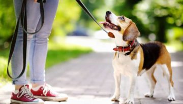 Young woman walking with Beagle dog in the summer park